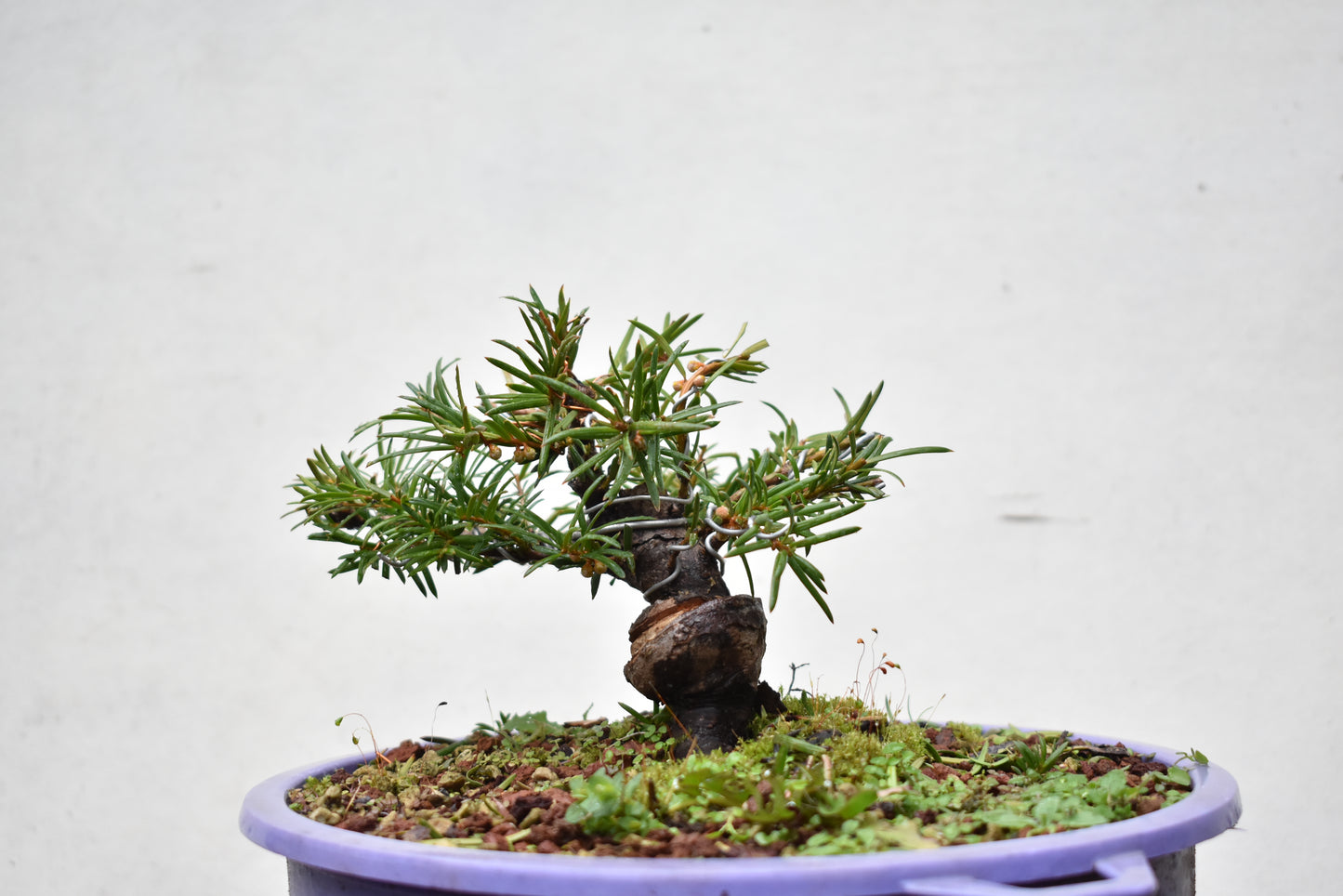 TEJO (Taxus C.)