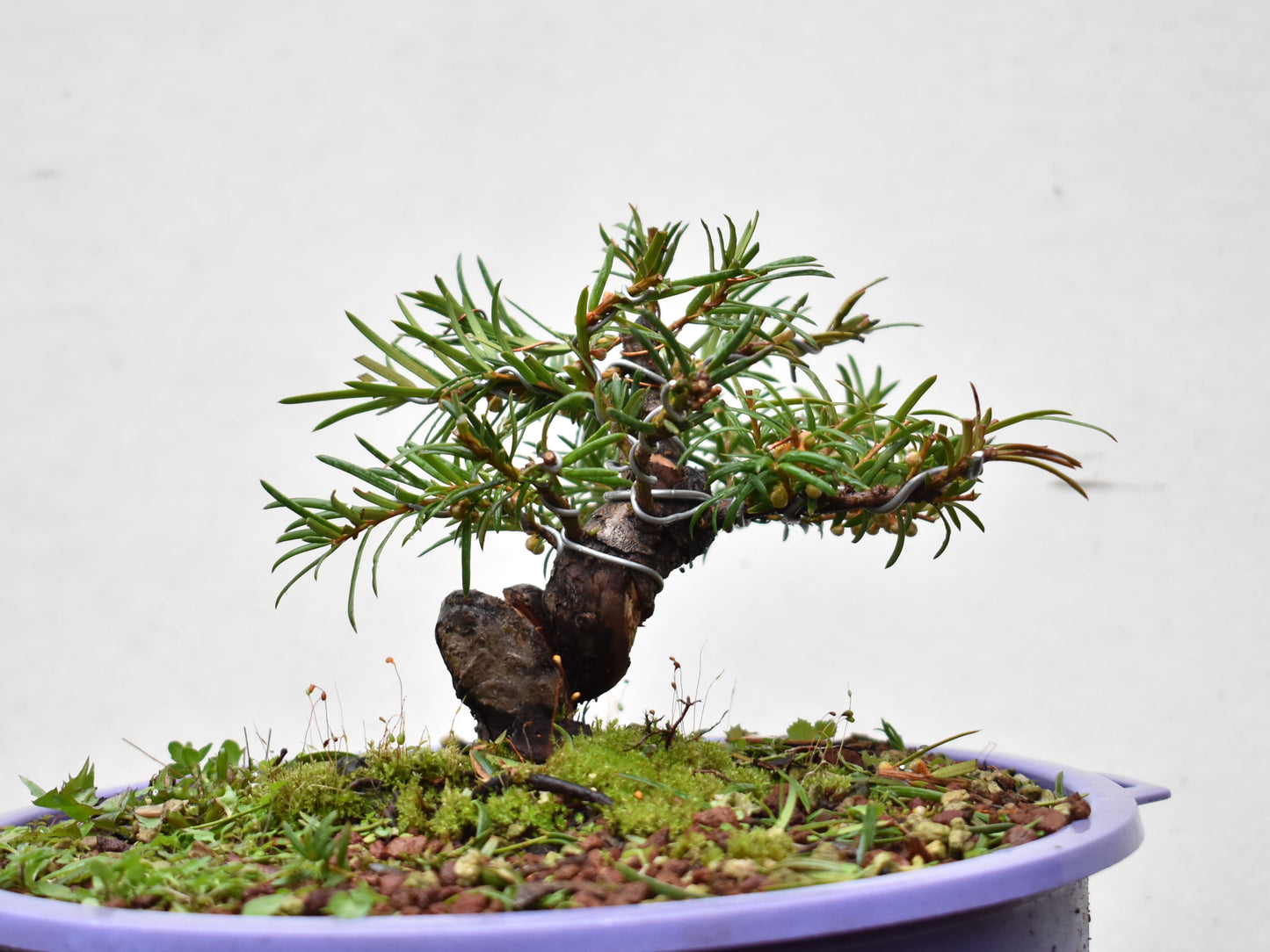 TEJO (Taxus C.)