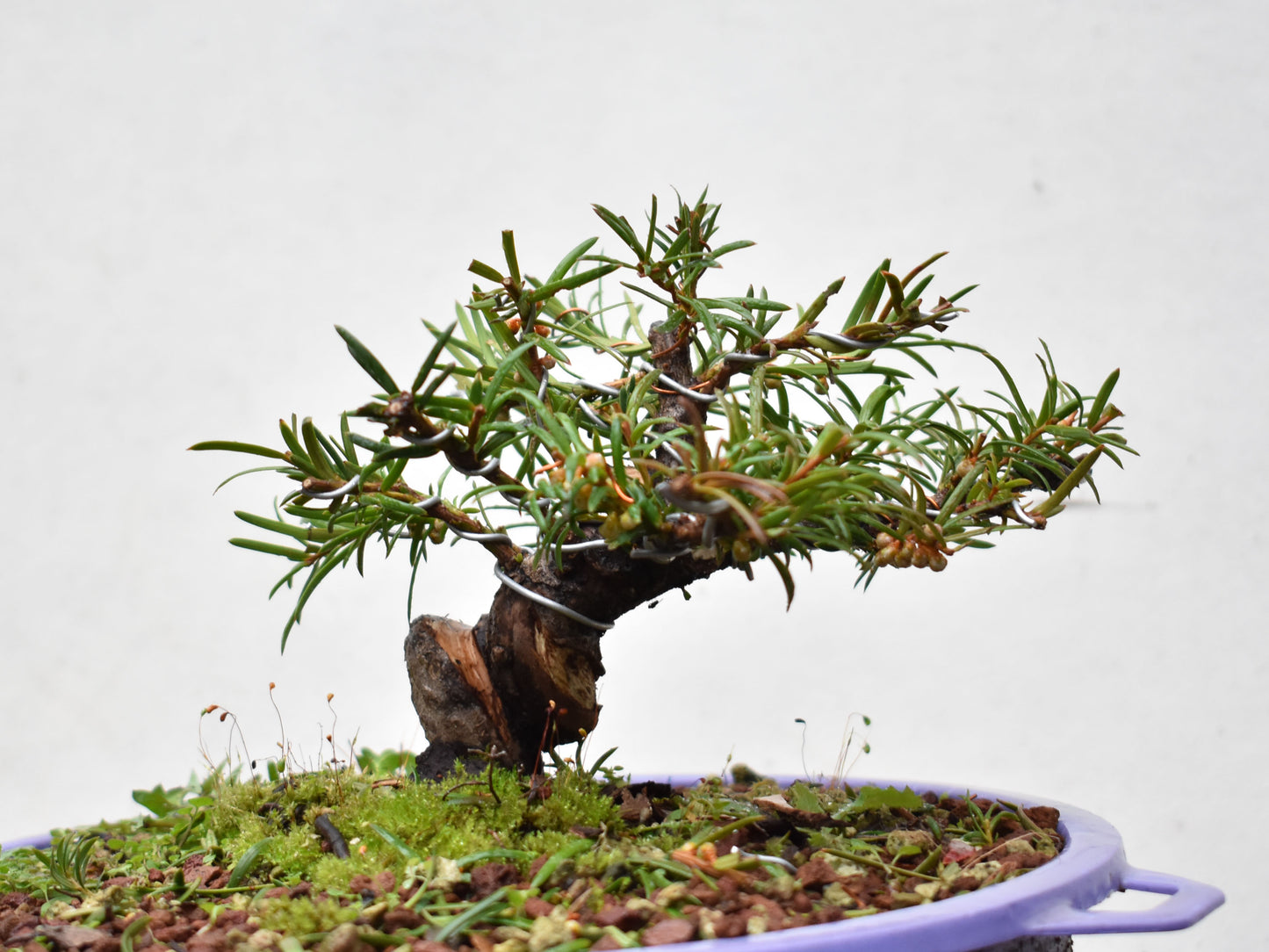 TEJO (Taxus C.)