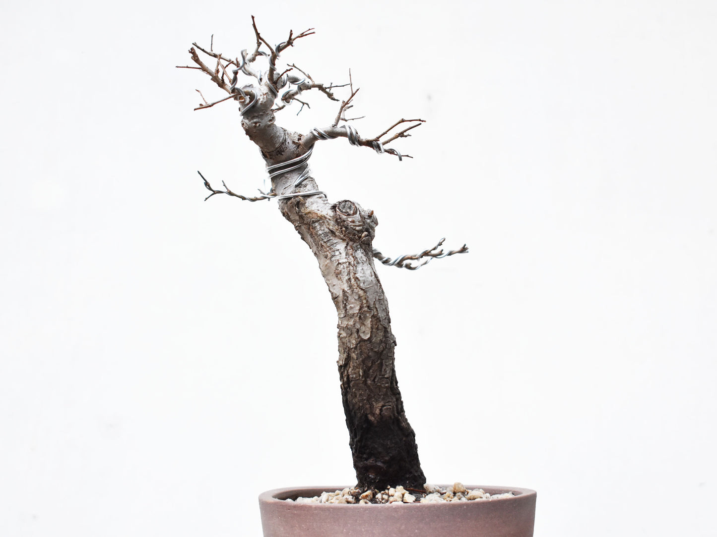 OLMO (Ulmus Minor)