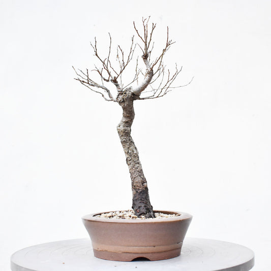 OLMO (Ulmus Minor)