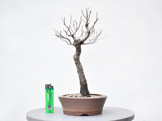 OLMO (Ulmus Minor)