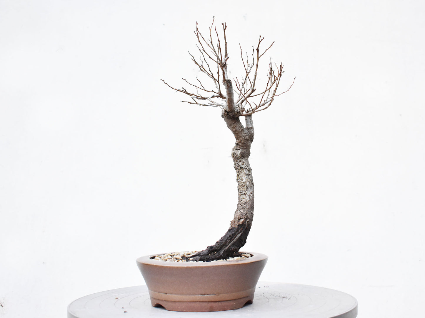OLMO (Ulmus Minor)
