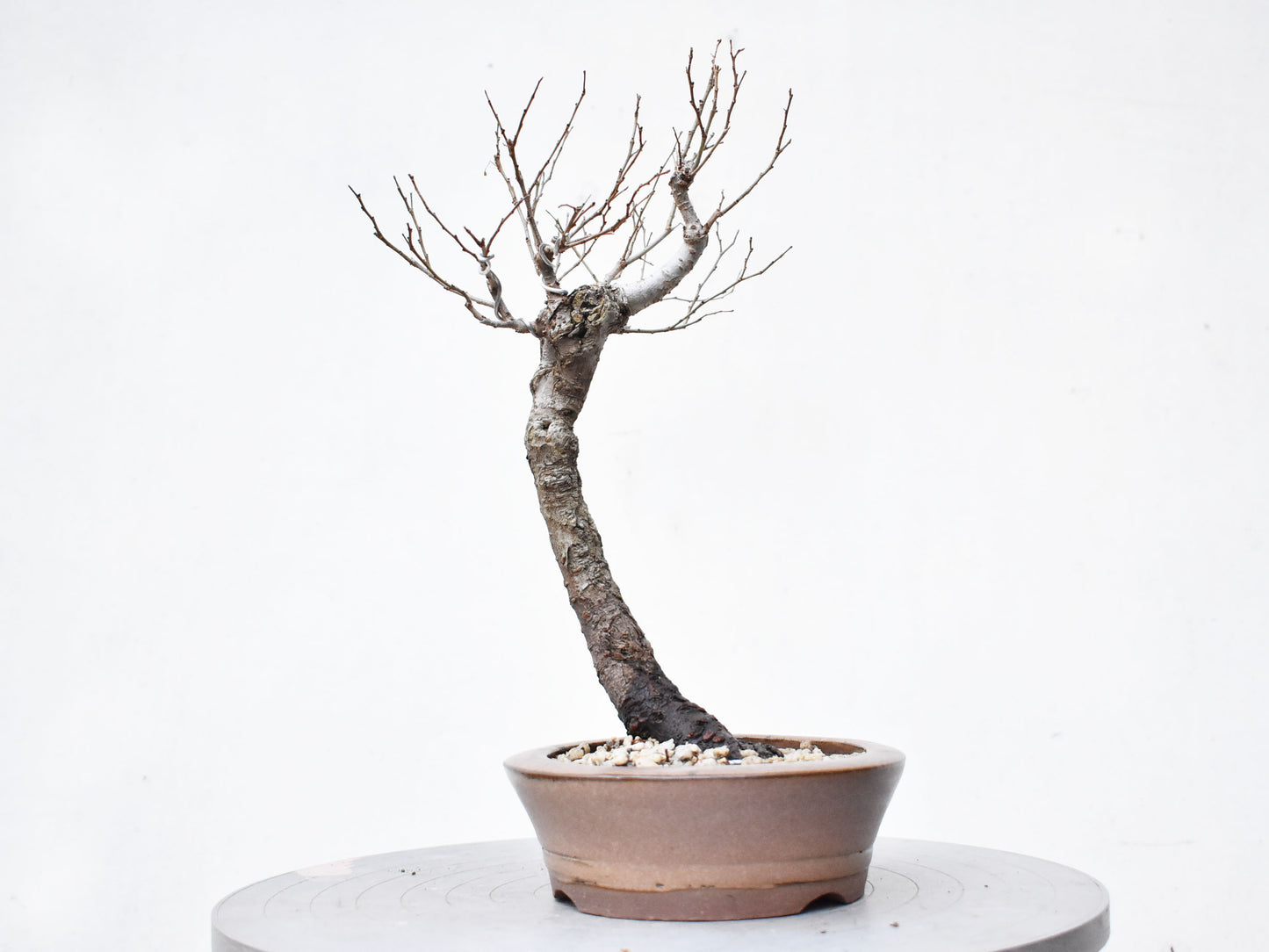 OLMO (Ulmus Minor)