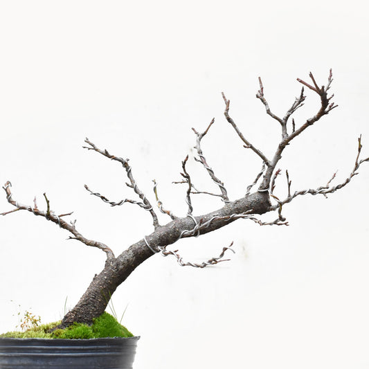 ENDRINO (Prunus Spinosa)