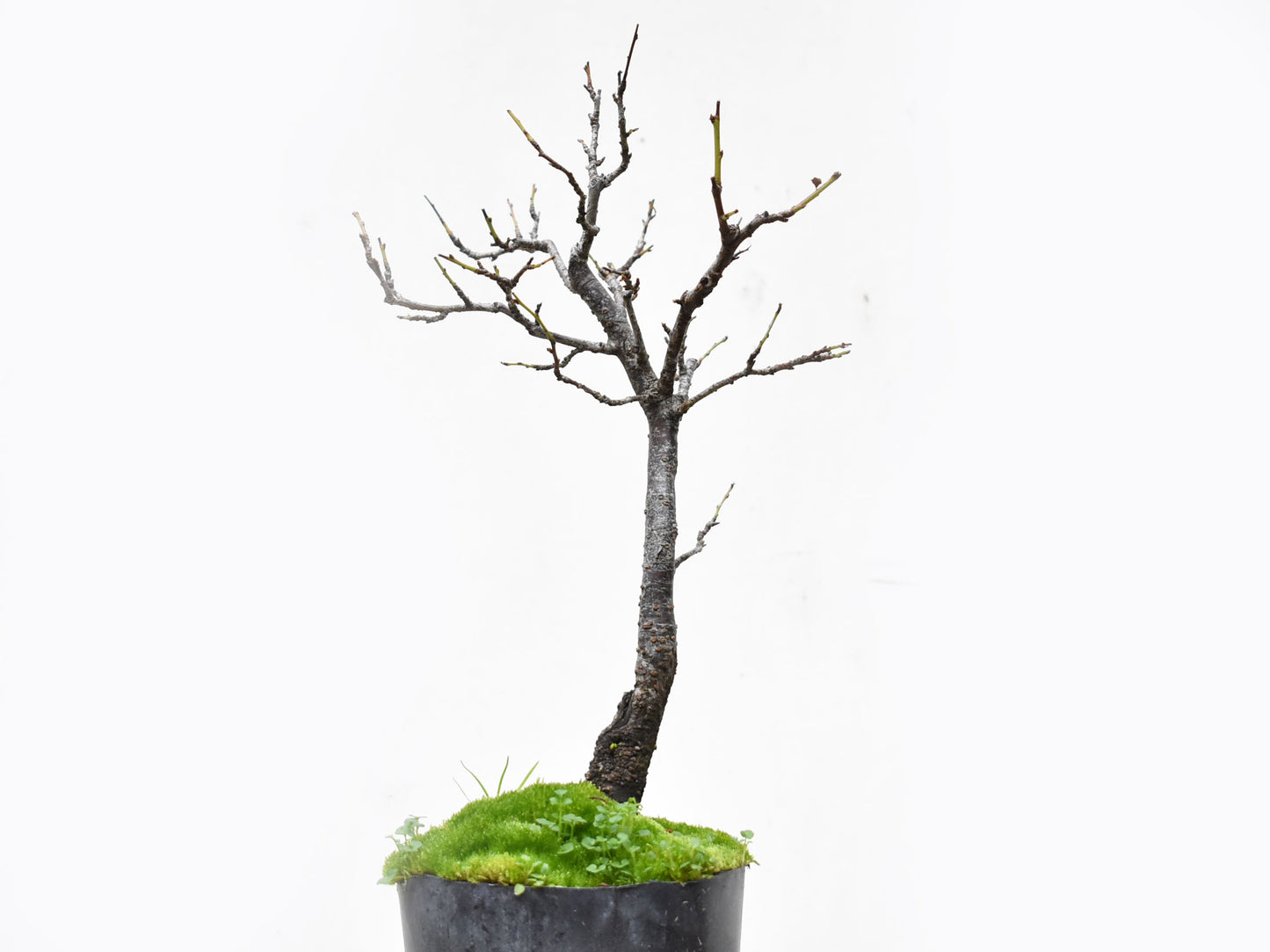 ENDRINO (Prunus Spinosa)