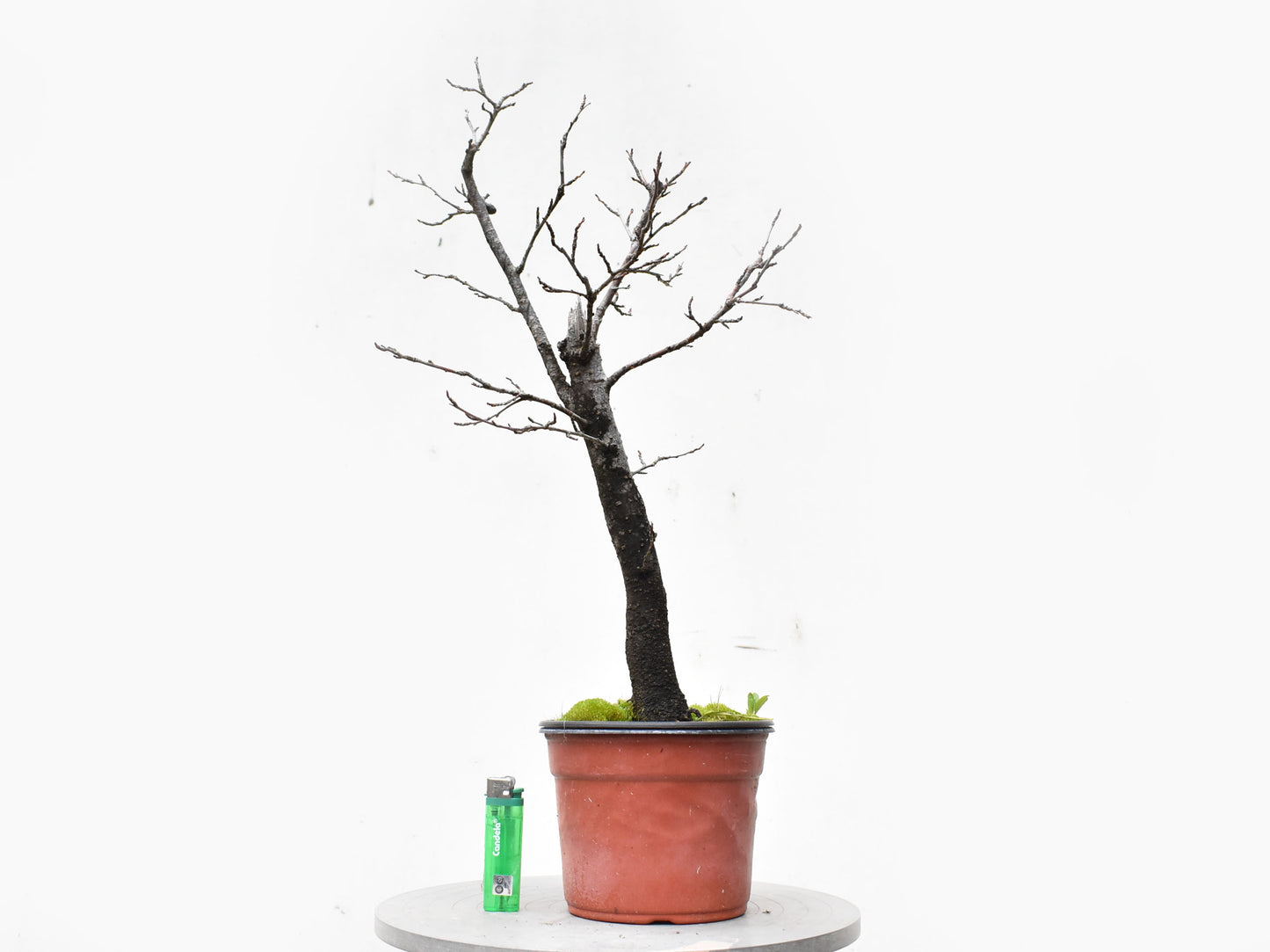 ENDRINO (Prunus Spinosa)
