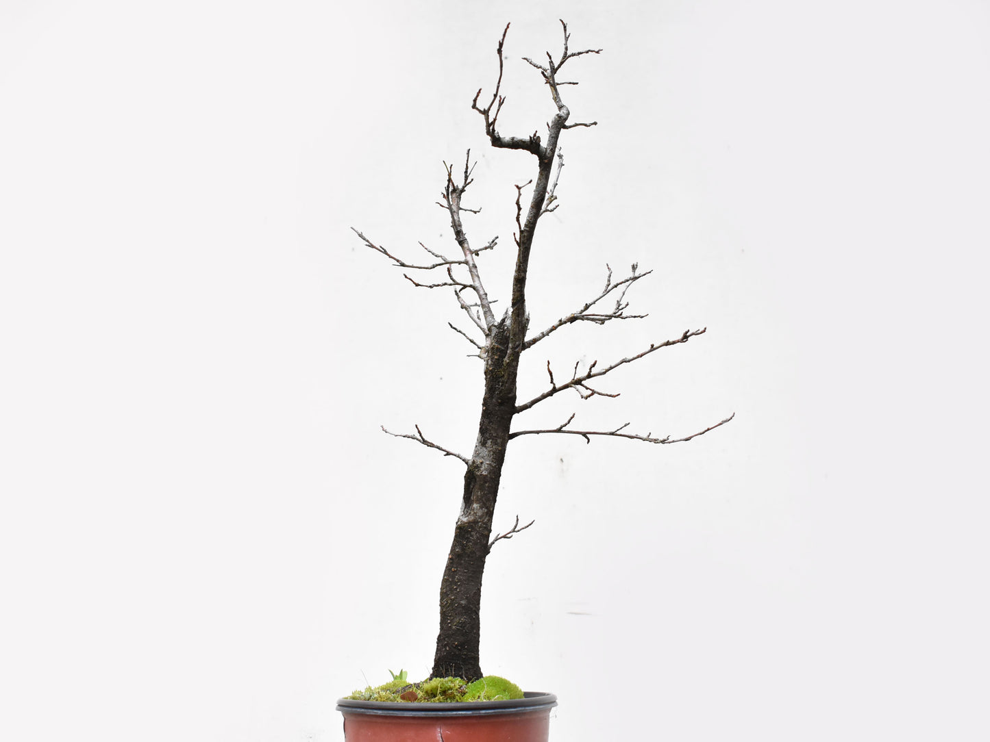 ENDRINO (Prunus Spinosa)