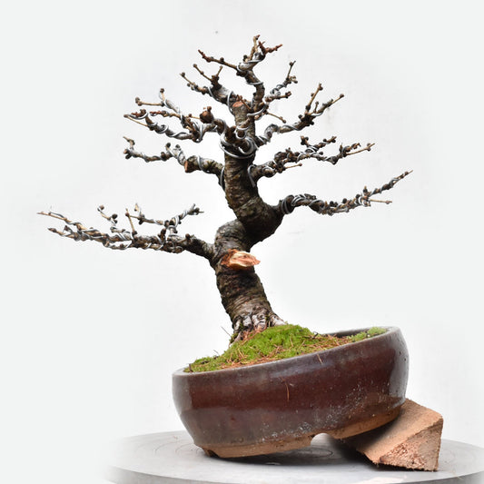 ALERCE EUROPEO (Larix Decidua)