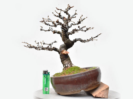 ALERCE EUROPEO (Larix Decidua)