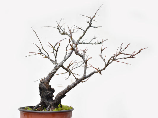 ENDRINO (Prunus Spinosa)