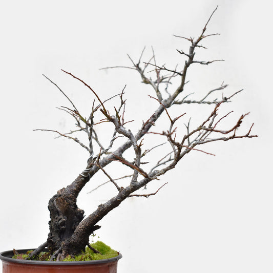 ENDRINO (Prunus Spinosa)