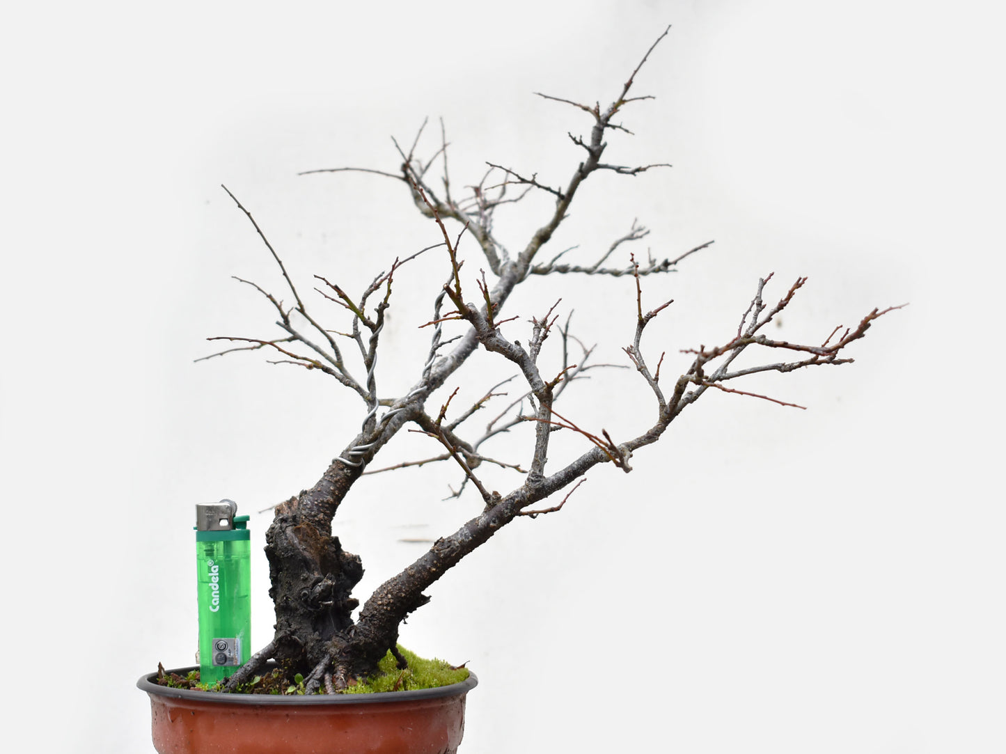 ENDRINO (Prunus Spinosa)