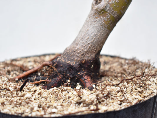 ARCEJAPONES (Acer palmatum)