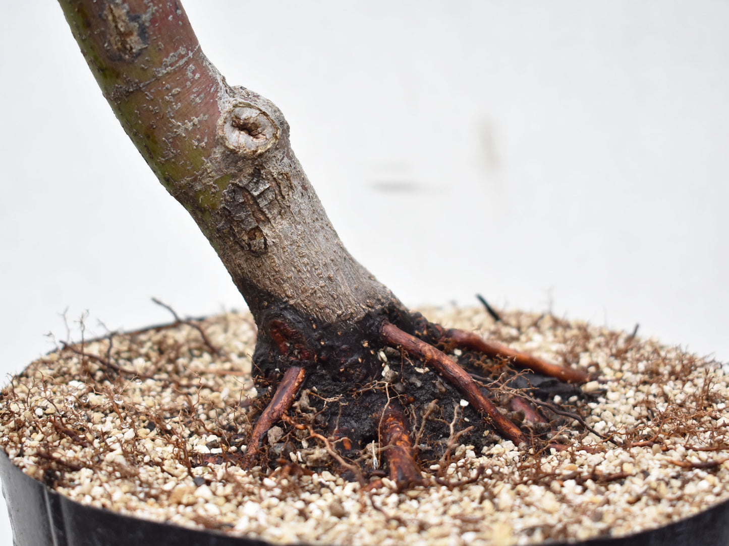 ARCEJAPONES (Acer palmatum)