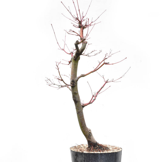 ARCEJAPONES (Acer palmatum)