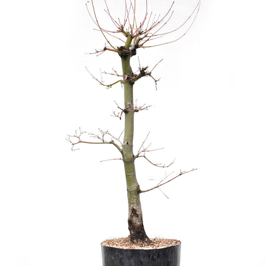 ARCE JAPONES (Acer Palmatum)
