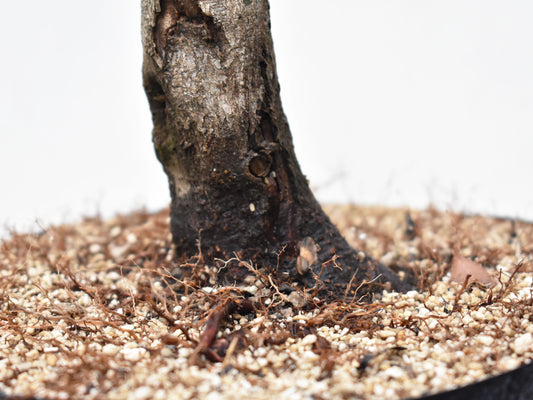 ARCE JAPONES (Acer Palmatum)