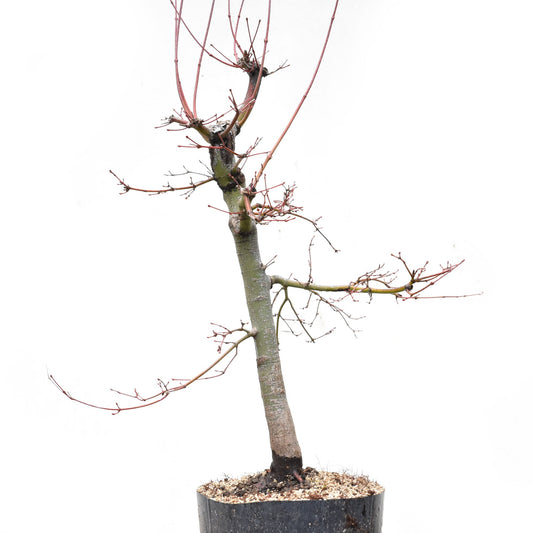 ARCEJAPONES (Acer palmatum)