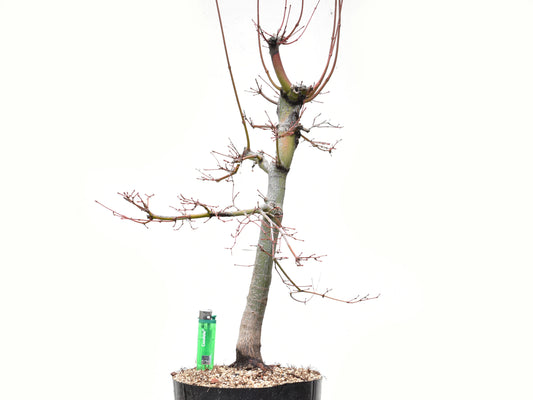 ARCEJAPONES (Acer palmatum)