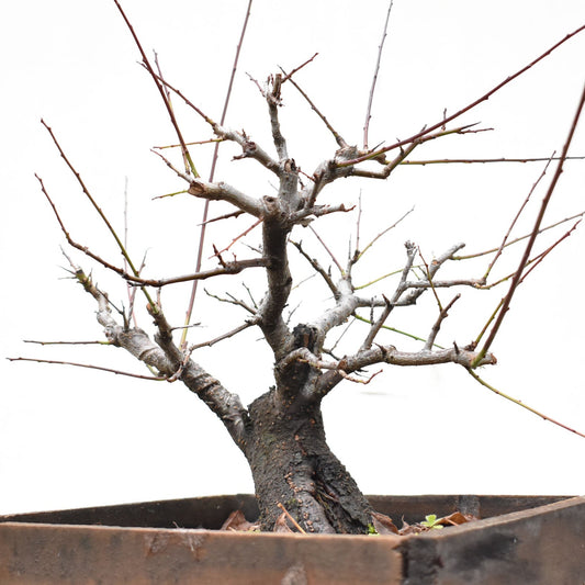 ENDRINO (Prunus Spinosa)