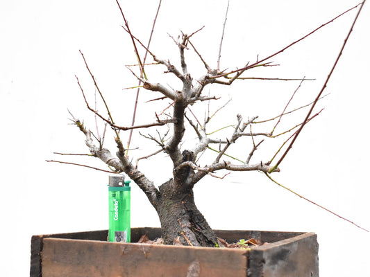 ENDRINO (Prunus Spinosa)