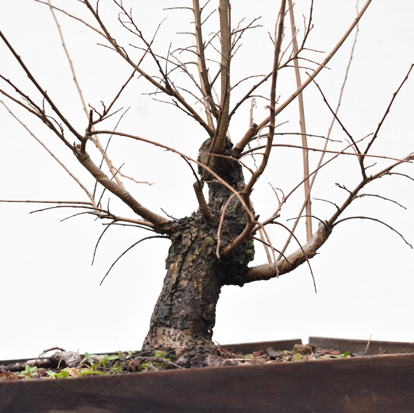 OLMO CHINO (Ulmus Parvifolia)