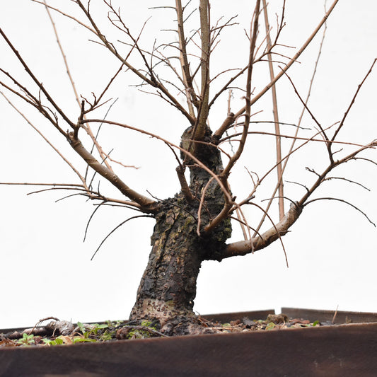 OLMO CHINO (Ulmus Parvifolia)
