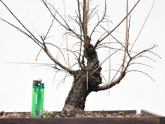 OLMO CHINO (Ulmus Parvifolia)