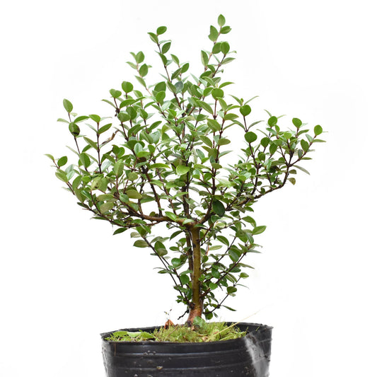 ARRAYAN (Luma Apiculata)