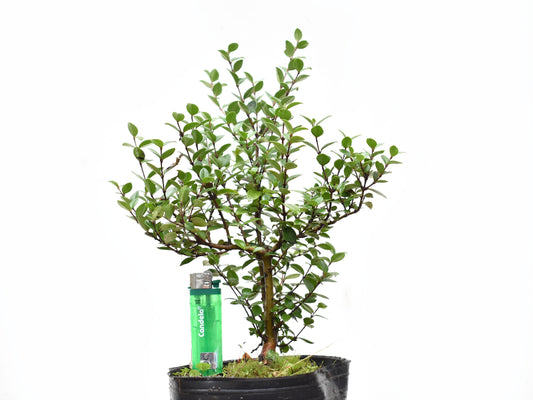 ARRAYAN (Luma Apiculata)