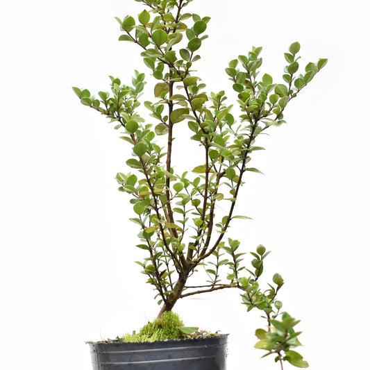 ARRAYAN (Luma Apiculata)