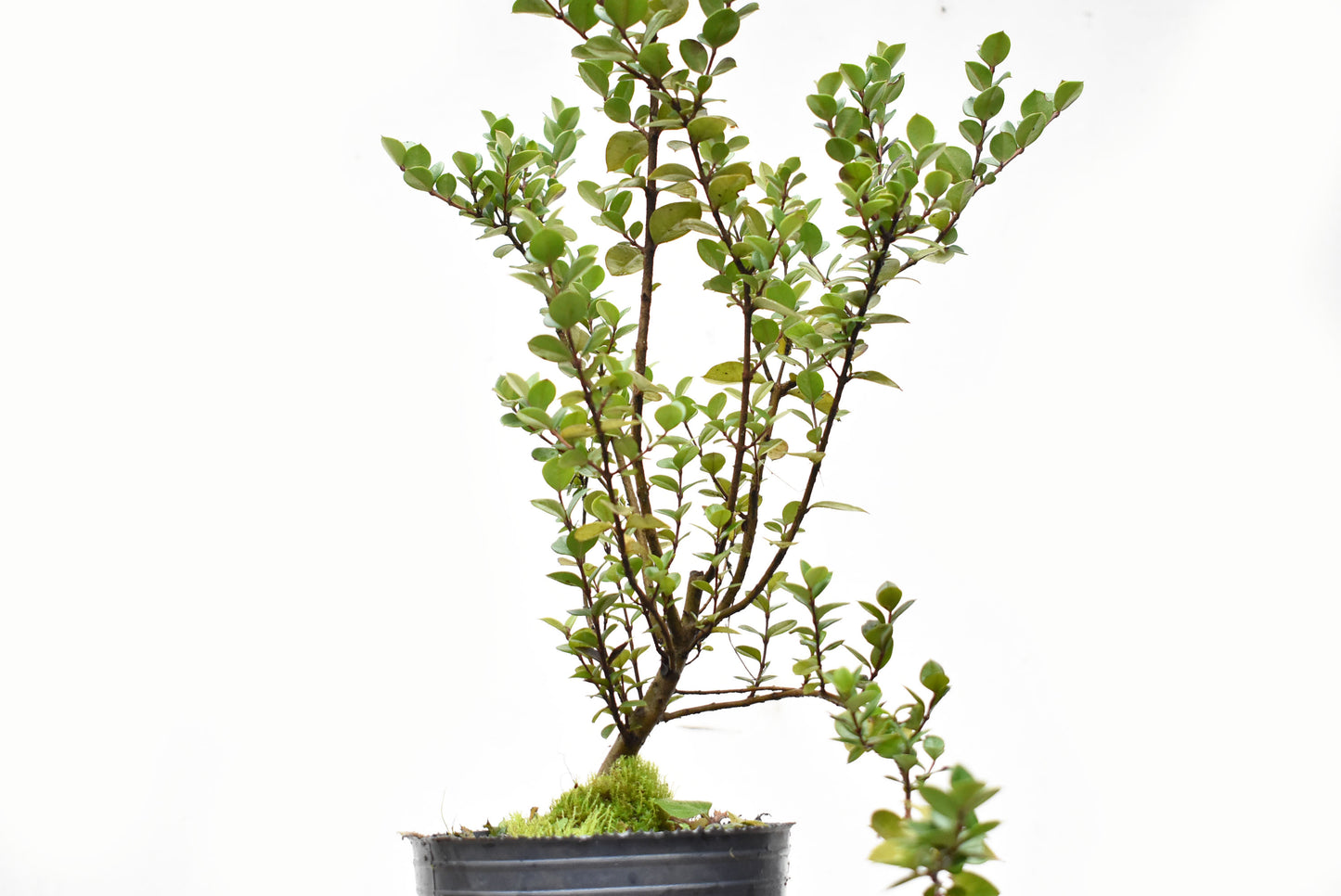 ARRAYAN (Luma Apiculata)