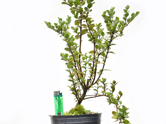 ARRAYAN (Luma Apiculata)