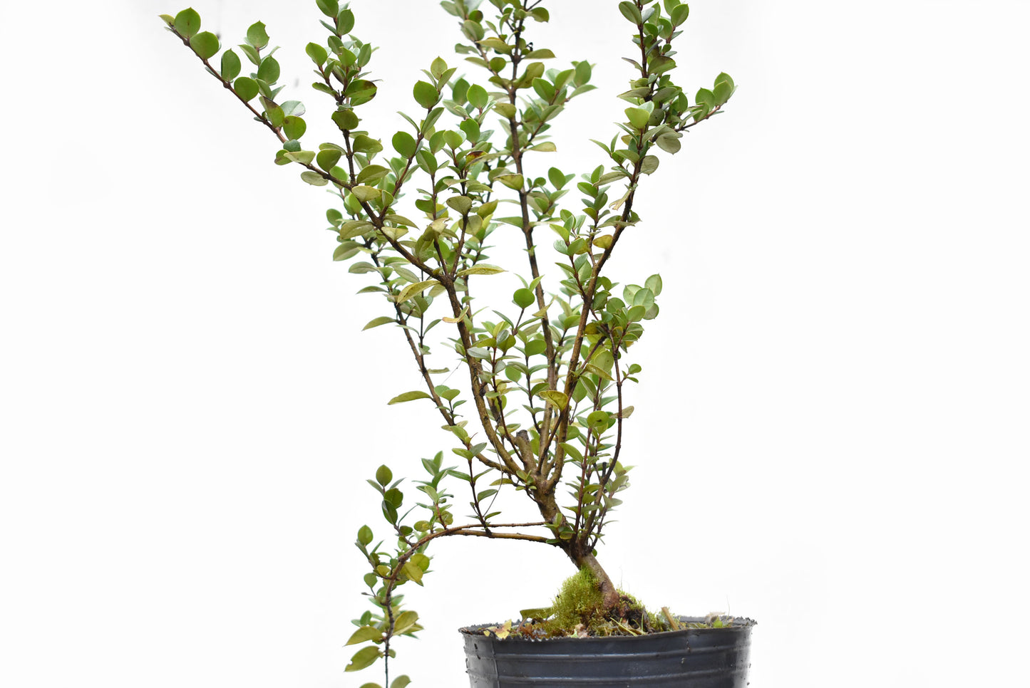 ARRAYAN (Luma Apiculata)