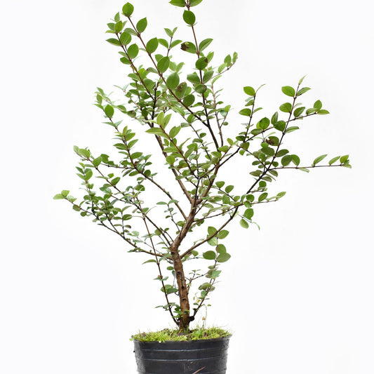ARRAYAN (Luma Apiculata)