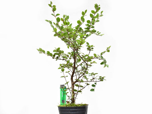 ARRAYAN (Luma Apiculata)