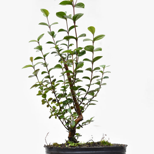 ARRAYAN (Luma Apiculata)