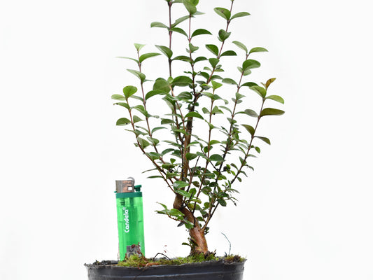 ARRAYAN (Luma Apiculata)