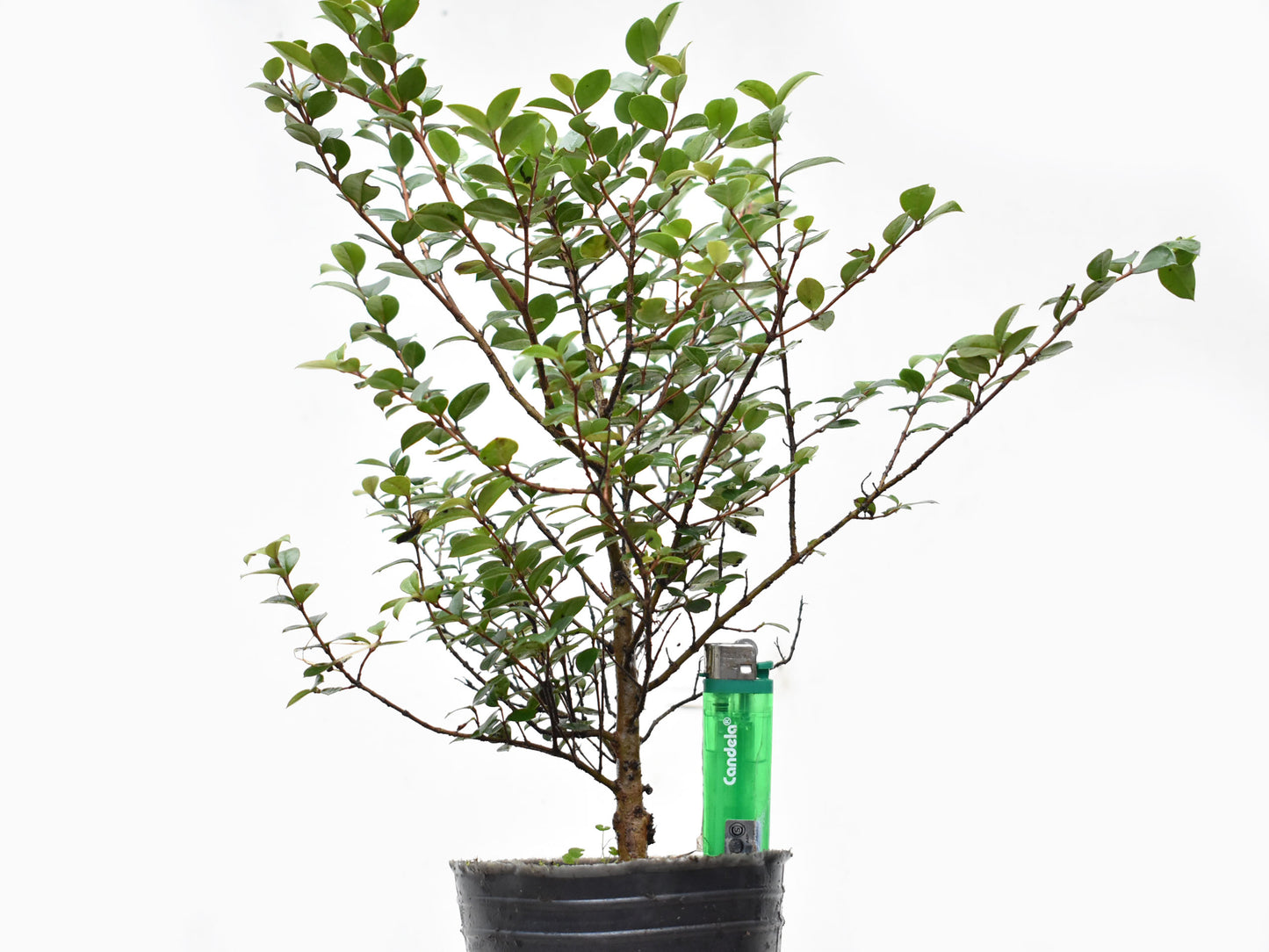 ARRAYAN (Luma Apiculata)
