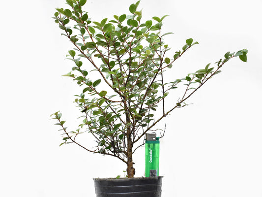 ARRAYAN (Luma Apiculata)