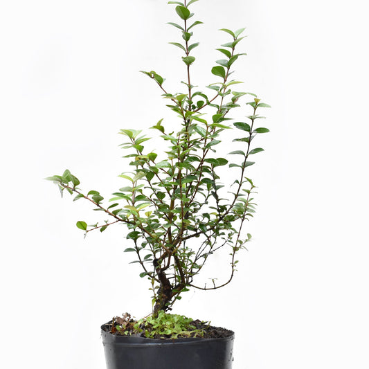 ARRAYAN (Luma Apiculata)