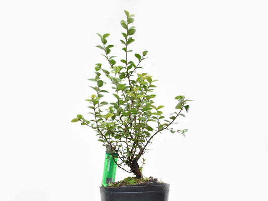 ARRAYAN (Luma Apiculata)