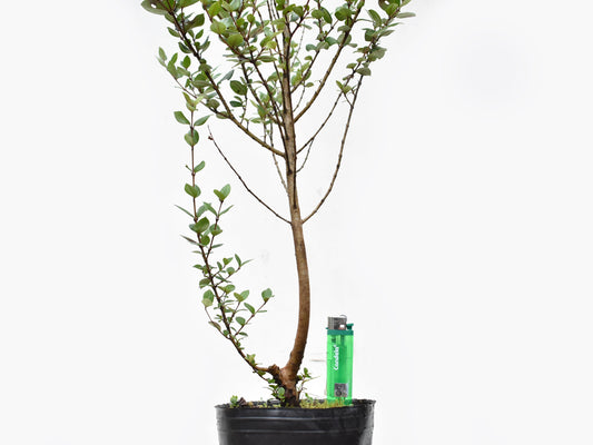 ARRAYAN (Luma Apiculata)
