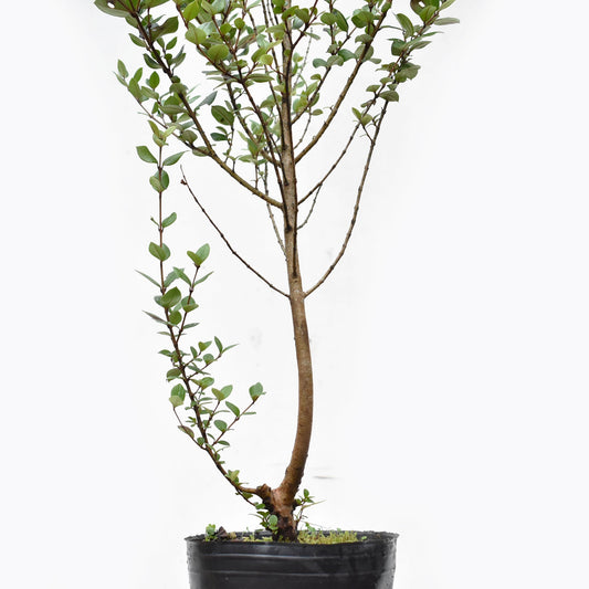 ARRAYAN (Luma Apiculata)