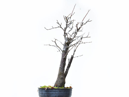 ENDRINO (Prunus Spinosa)