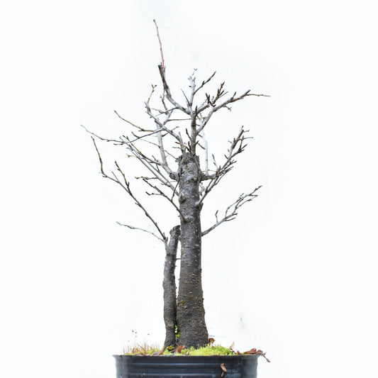 ENDRINO (Prunus Spinosa)