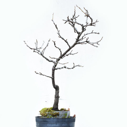 ENDRINO (Prunus Spinosa)