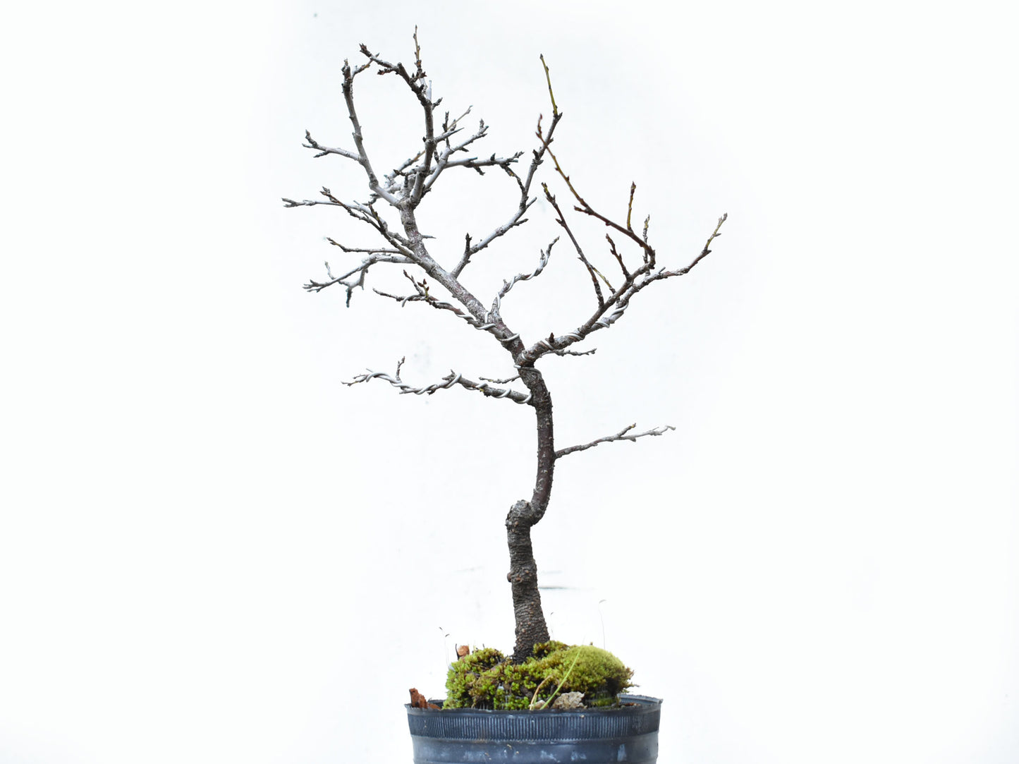 ENDRINO (Prunus Spinosa)