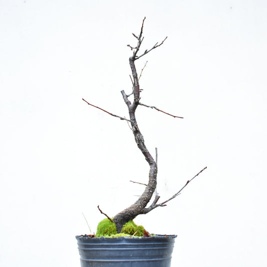 ENDRINO (Prunus Spinosa)